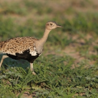 Dropik rdzawoczuby - Lophotis ruficrista - Red-crested korhaan