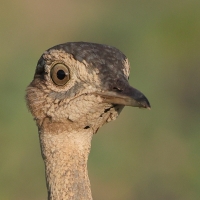 Dropik rdzawoczuby - Lophotis ruficrista - Red-crested korhaan