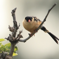 Wdówka królewska - Vidua regia - Shaft-tailed Whydah