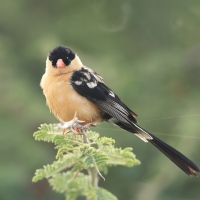 Wdówka królewska - Vidua regia - Shaft-tailed Whydah