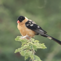 Wdówka królewska - Vidua regia - Shaft-tailed Whydah