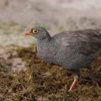 Szponiastonóg krasnodzioby - Pternistis adspersus - Red-billed Francolin