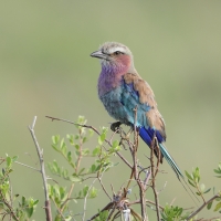 Kraska liliowopierśna - Coracias caudatus - Lilac-breasted Roller