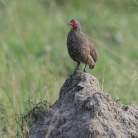 Szponiastonóg brunatny - Pternistis swainsonii - Swainson's Spurfowl