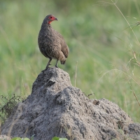 Szponiastonóg brunatny - Pternistis swainsonii - Swainson's Francolin
