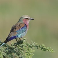 Kraska liliowopierśna - Coracias caudatus - Lilac-breasted Roller