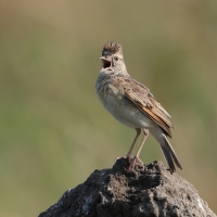 Skowroniec sawannowy - Mirafra africana - Rufous-naped Lark