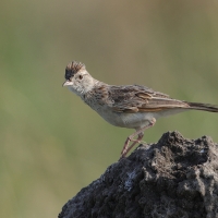 Skowroniec sawannowy - Mirafra africana - Rufous-naped Lark