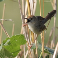 Chwastówka rechocząca - Cisticola chiniana - Rattling Cisticola
