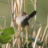 Chwastówka rechocząca - Cisticola chiniana - Rattling Cisticola