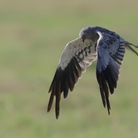 Błotniak łąkowy - Circus pygargus - Montagu's Harrier