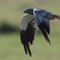 Błotniak łąkowy - Circus pygargus - Montagu's Harrier