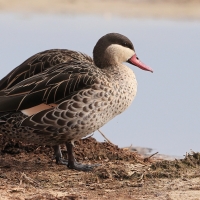 Srebrzanka czerwonodzioba - Anas erythrorhyncha - Red-billed Teal