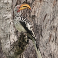 Toko czerwonolicy - Tockus leucomelas - Southern Yellow-billed Hornbill