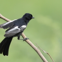 Sikora czarna - Melaniparus niger - Southern Black Tit