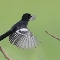 Sikora czarna - Melaniparus niger - Southern Black Tit