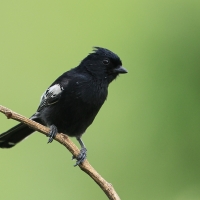 Sikora czarna - Melaniparus niger - Southern Black Tit