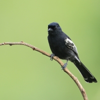 Sikora czarna - Melaniparus niger - Southern Black Tit