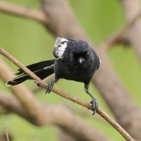 Sikora czarna - Melaniparus niger - Southern Black Tit