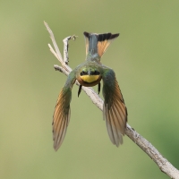 Żołna mała - Merops pusillus - Little Bee-eater
