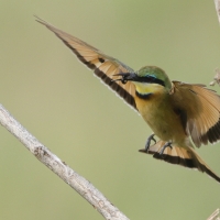 Żołna mała - Merops pusillus - Little Bee-eater