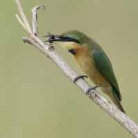 Żołna mała - Merops pusillus - Little Bee-eater