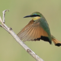Żołna mała - Merops pusillus - Little Bee-eater