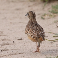 Przepiórnik zwyczajny - Turnix sylvaticus  - Common Buttonquail