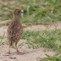 Przepiórnik zwyczajny - Turnix sylvaticus - Common Buttonquail