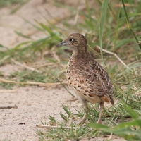 Przepiórnik zwyczajny - Turnix sylvaticus  - Common Buttonquail