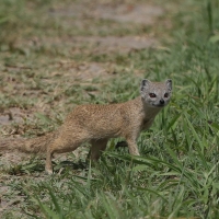 Mangustolisek afrykański