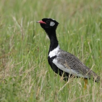 Dropik jasnoskrzydły - Afrotis afraoides - White-quilled Bustard