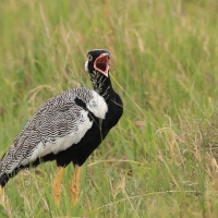 Dropik jasnoskrzydły - Afrotis afraoides - White-quilled Bustard