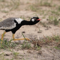 Dropik jasnoskrzydły - Afrotis afraoides - White-quilled Bustard
