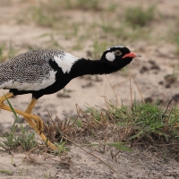 Dropik jasnoskrzydły - Afrotis afraoides - White-quilled Bustard