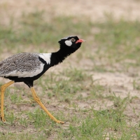 Dropik jasnoskrzydły - Afrotis afraoides - White-quilled Bustard