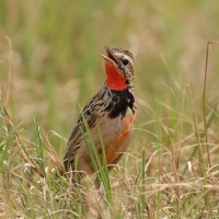 Szponnik różowogardły - Macronyx ameliae - Rosy-throated Longclaw