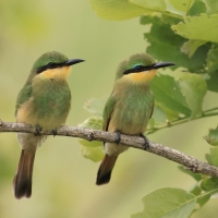 Żołna mała - Merops pusillus - Little Bee-eater