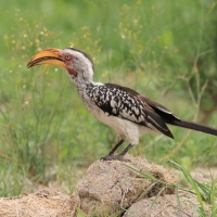 Toko czerwonolicy - Tockus leucomelas - Southern Yellow-billed Hornbill