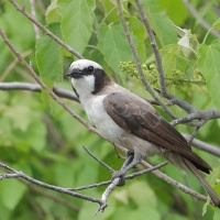 Białoczub maskowy - Eurocephalus anguitimens - Southern White-crowned Shrike