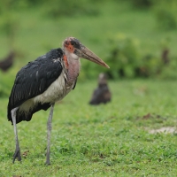 Marabut afrykański - Leptoptilos crumenifer - Marabou