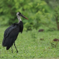 Bocian białoszyi - Ciconia episcopus - Woolly-necked Stork