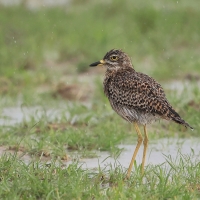 Kulon plamisty - Burhinus capensis - Spotted Thick-knee