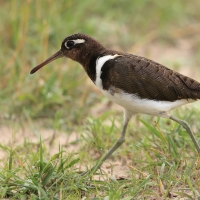 Złotosłonka bengalska - Rostratula benghalensis - Greater Painted-snipe