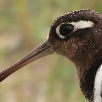 Złotosłonka bengalska - Rostratula benghalensis - Greater Painted-snipe