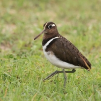 Złotosłonka bengalska - Rostratula benghalensis - Greater Painted-snipe
