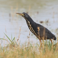 Bączek ciemny - Ixobrychus sturmii - Dwarf Bittern