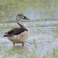 Dziwonos - Sarkidiornis melanotos - Comb Duck