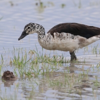 Dziwonos - Sarkidiornis melanotos - Comb Duck