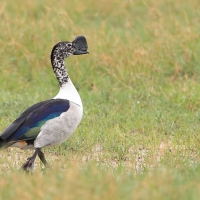 Dziwonos - Sarkidiornis melanotos - Comb Duck